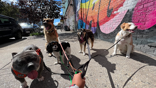 Photo of Canine Starr