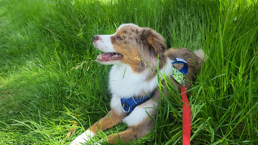 Golf Course «Wayne Public Golf Course», reviews and photos, 16721 96th Ave NE, Bothell, WA 98011, USA