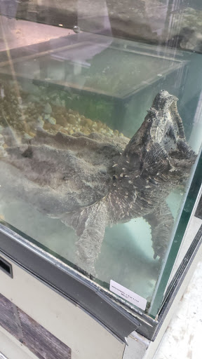 Reptile Store «The House Of Reptiles», reviews and photos, 5501-1 Beach Blvd, Jacksonville, FL 32207, USA
