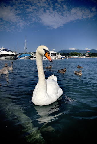 Kommentare und Rezensionen über Geneva Lake Deck