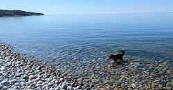 Pebble beach'in fotoğrafı vahşi alan