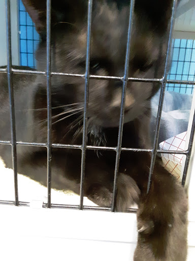 Animal Protection Organization «Humane Society-Black Hills», reviews and photos