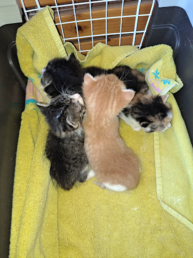 Tierarztpraxis Ueckermünde unter Ueckermünde, Mecklenburg-Vorpommern