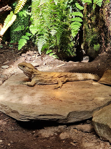 The National Kiwi Centre - Museum