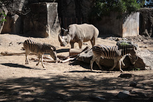 Zebra and Rhino Habitat