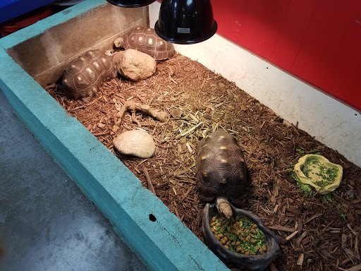 Pet Store «Tye-Dyed Iguana - Reptiles», reviews and photos, 1905 W U.S. 50, Fairview Heights, IL 62208, USA