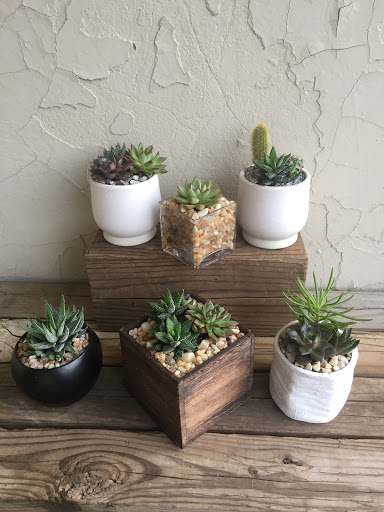 Wholesale Florist «Urban Jungle», reviews and photos, 2603 Sherman Ave NW, Washington, DC 20001, USA