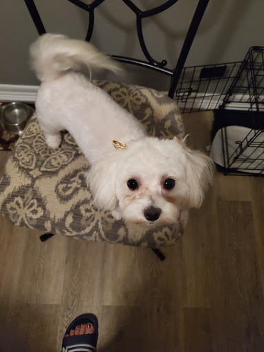 Pet Groomer «A Glamour Pet Grooming Spa», reviews and photos, 133 Elmora Ave, Elizabeth, NJ 07202, USA