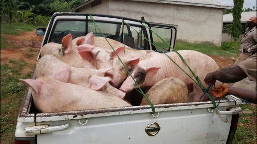 FEKOMA global farms, Fekoma Farm Complex, Owodokpokpo LGA, Nigeria, Real Estate Agency, state Bayelsa