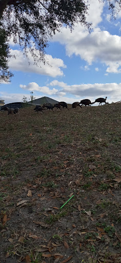 Golf Club «Venetian Bay Golf Club», reviews and photos, 63 Airport Rd, New Smyrna Beach, FL 32168, USA