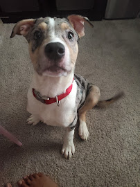 Taesja's Doggie Service - Photo 7 - Car repair in , Irving