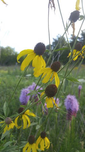Nature Preserve «Hoover Forest Preserve», reviews and photos, 11285 W Fox Rd, Yorkville, IL 60560, USA