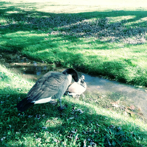 Public Golf Course «J.C. Martin Golf Course», reviews and photos, 652 Shunpike Rd, Erie, PA 16508, USA