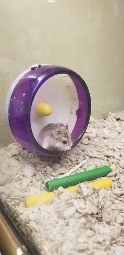 Pet Supply Store «PetSmart», reviews and photos, 16514 SW 88th St, Kendall, FL 33196, USA