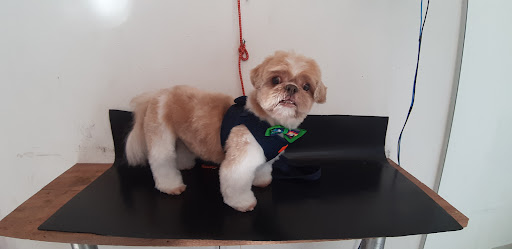 Logo da empresa - Pet Shop Dapatinha