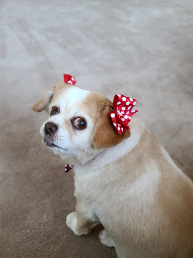 South Orange County Animal Hospital image