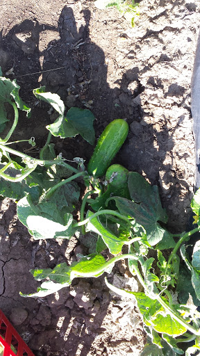 Produce Market «Berry Patch Farms», reviews and photos, 13785 Potomac St, Brighton, CO 80601, USA