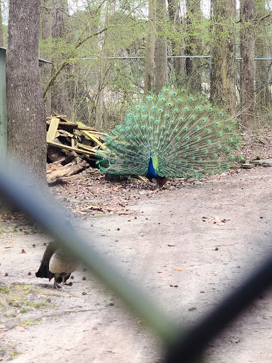 Zoo «Waccatee Zoological Farm», reviews and photos, 8500 Enterprise Rd, Myrtle Beach, SC 29588, USA