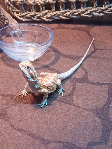 Pet Supply Store «PetSmart», reviews and photos, 479 River Hill Dr, Ashland, KY 41101, USA