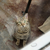 Paws4ever - Photo 5 - Car repair in Mebane, NC, Burlington