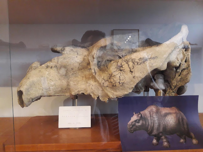 Opiniones de Museo Paleontológico en Colonia - Museo