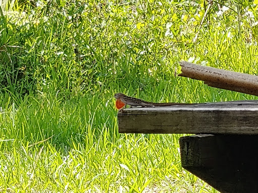 Nature Preserve «Buck Lake Conservation Area», reviews and photos, 4077 Cinnamon Teal Dr, Mims, FL 32754, USA