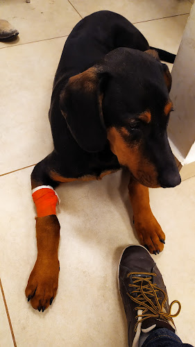 Przychodnia Weterynaryjna „maVet” - Ostrowiec Świętokrzyski