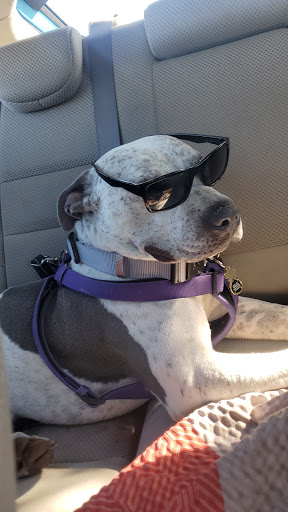 Pet Supply Store «PetSmart», reviews and photos, 8014 Old Carriage Ct, Shakopee, MN 55379, USA