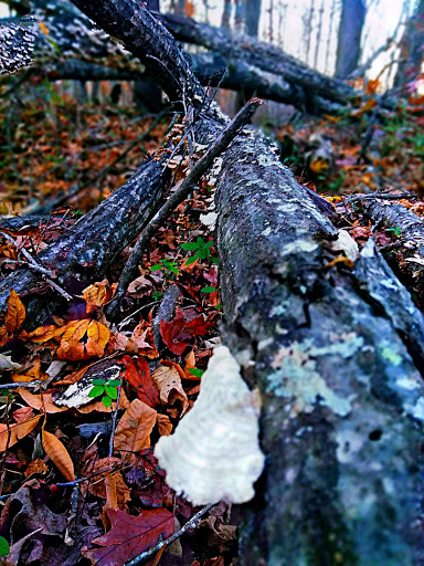 Bicycle Rental Service «Silver Comet Cycles», reviews and photos, 4342 Floyd Rd SW, Mableton, GA 30126, USA