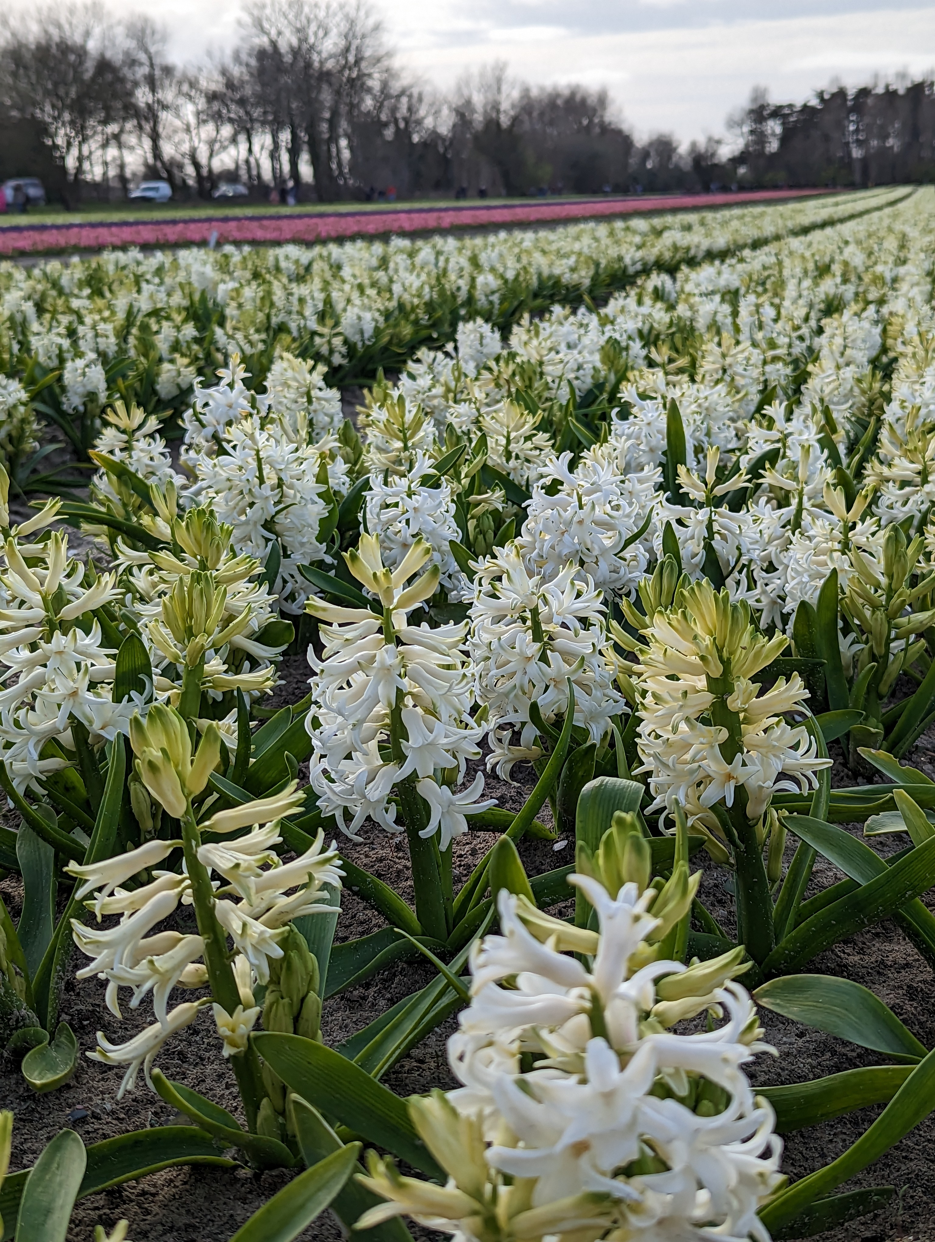 Photo n° 1 de l'avis de Jersey.h fait le 02/04/2023 à 21:00