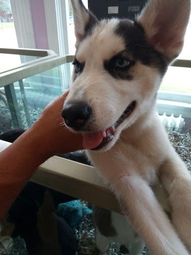 Pet Store «Animal House», reviews and photos, 7869 Hamilton Ave, Cincinnati, OH 45231, USA