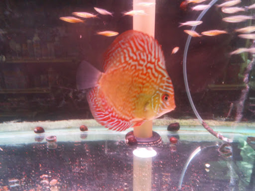 Pet Store «Animal Ark Pet Stores», reviews and photos, 33 Center St, Orem, UT 84057, USA