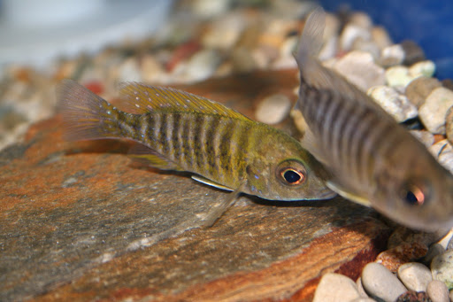 Tropical Fish Store «Aquatic Treasures/Bruces Pond Shop», reviews and photos, 20708 Gudith Rd, Brownstown Charter Twp, MI 48183, USA