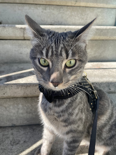 Pet Supply Store «PetSmart», reviews and photos, 315 Gellert Blvd, Daly City, CA 94015, USA