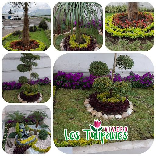 Vivero Los Tulipanes