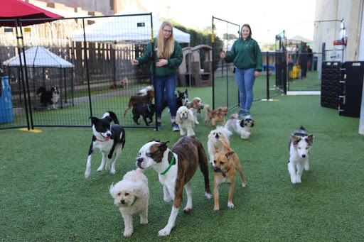 Fit N Furry Pet Resort & Training Center image