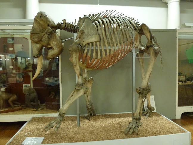 Hunterian Zoology Museum - Museum
