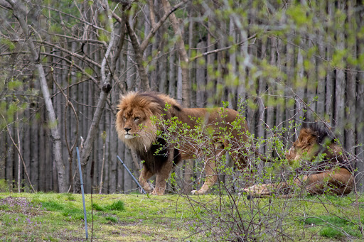 Bronx Zoo Lions Exhibit image 1