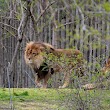 Bronx Zoo Lions Exhibit