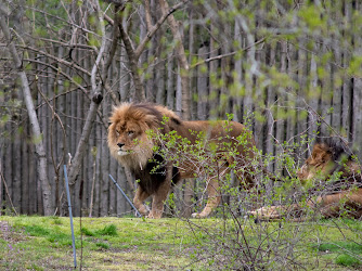 Bronx Zoo Lions Exhibit