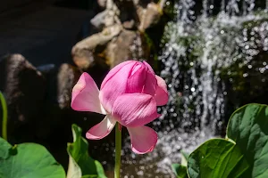 Lotus Garden Meditation Center image