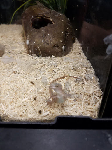 Pet Supply Store «Pet Supplies Plus», reviews and photos, 74-17 Grand Ave, Maspeth, NY 11378, USA