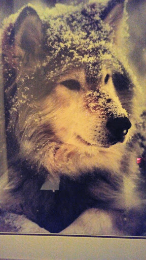 Resort «Great Wolf Lodge Concord», reviews and photos, 10175 Weddington Road, Concord, NC 28027, USA