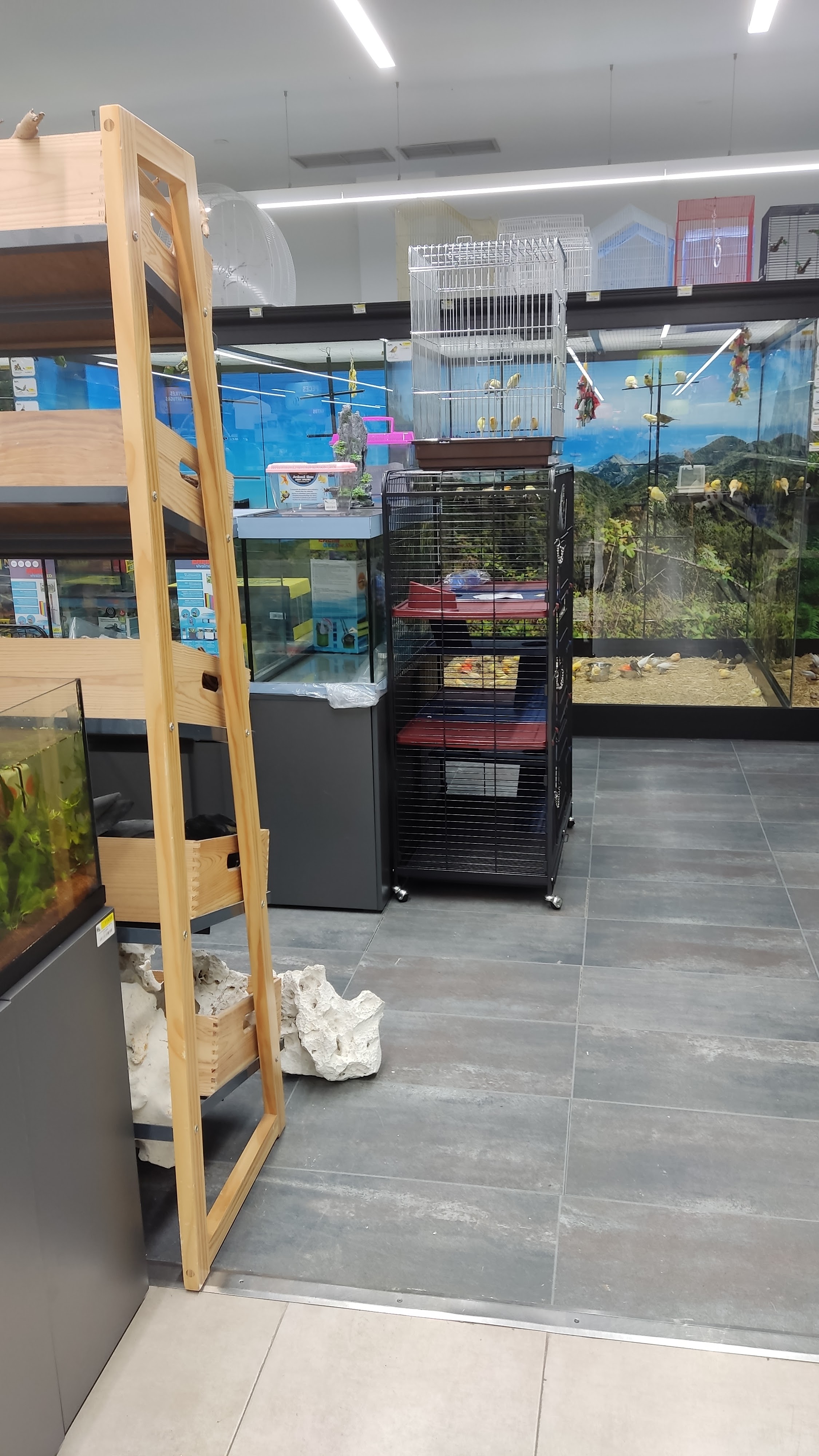 Koala Mascotas La Ballena - 18