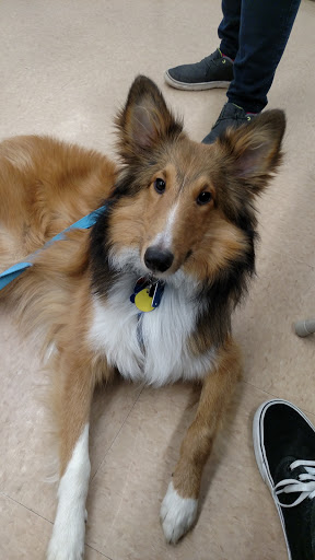 Pet Supply Store «Petco Animal Supplies», reviews and photos, 197 E Dekalb Pike #350, King of Prussia, PA 19406, USA