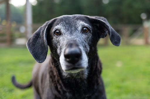 Twilight Meadows Mobile Vet - In Home Euthanasia Services image