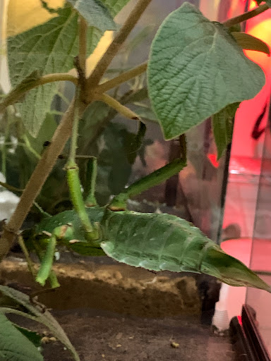 Farm «Idlewild Butterfly Farm», reviews and photos, 1100 Logan St, Louisville, KY 40204, USA