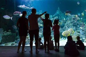 Skegness Aquarium image