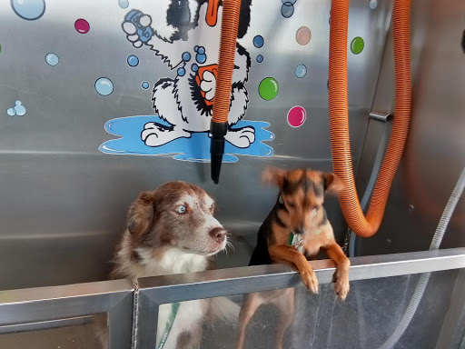 Pet Groomer «Belly scRubs Self Service Pet Wash», reviews and photos, 119 WV-34 #1, Hurricane, WV 25526, USA