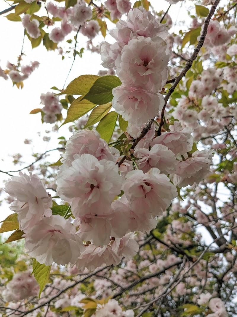 華岳山公園